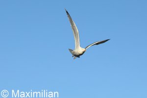 20220502_0137.JPG 20220502_0137.JPG