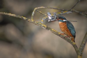 HB 20230209_51A8957-2_DxO-Bearbeitet.jpg