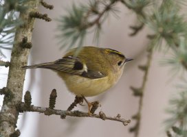 309A8672-DxO_Goldcrest+0.5_red_patch.jpg