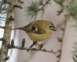 309A8685-DxO_Goldcrest+0.5.jpg