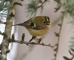 309A8687-DxO_Goldcrest+0.5.jpg
