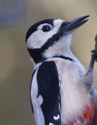 309A8871-DxO_Great_Spotted_Woodpecker-ls-sm_portrait.jpg