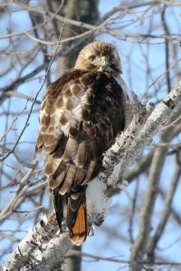 RTHA_6897.JPG RTHA_6897.JPG