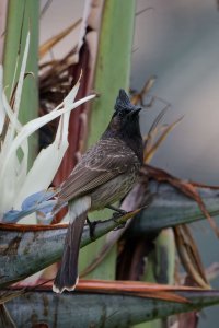 DSC_3526_DxO.jpg DSC_3526_DxO.jpg