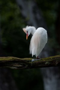 DSC_3649_DxO.jpg DSC_3649_DxO.jpg