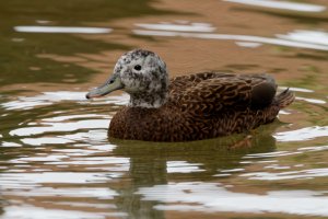 DSC_3684_DxO.jpg DSC_3684_DxO.jpg