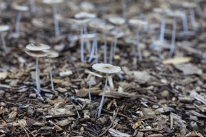 Backyard group 25022023 (v small).jpg