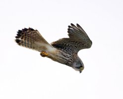 309A8462-DxO_Kestrel_Hovering_iso32k_gif0.jpg