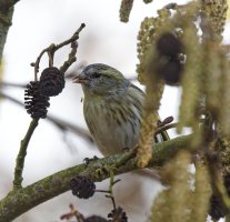 309A9287-DxO__Female_Siskin_cv.jpg