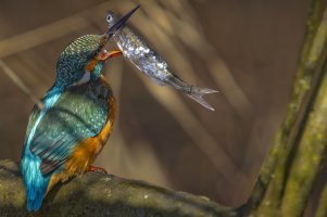 HB 20230210_51A9968_DxO-Bearbeitet-2.JPG