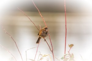 Song Sparrow _ 2-.jpg