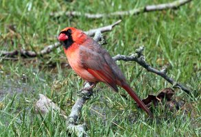 5D3_6329 picasa crop - Copy.JPG