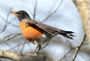 5D3_6292 picasa fix ps3 fix cs - Copy.jpg