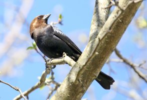 5D3_6219 picasa fix PS3 fix - Copy.jpg