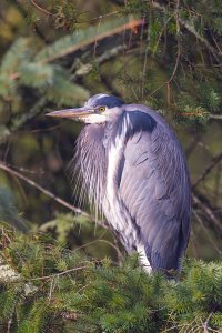 Great Blue Heron v2 - K1A8203.jpg