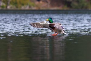Mallard Duck - K1A8138.jpg