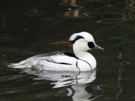 3R3A4256-DxO_smew red.jpg