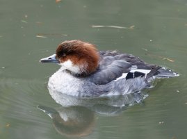 3R3A4466-DxO_Female_Smew red.jpg