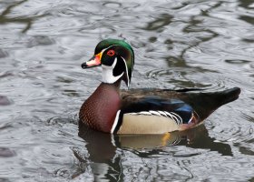 3R3A4186-DxO_wood_duck_large_red.jpg
