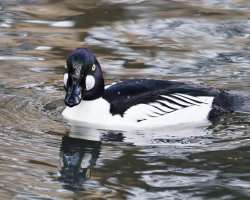 3R3A4146-DxO_golden_eye red.jpg