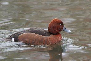 3R3A4320-DxO_ferruginous_duck red.jpg