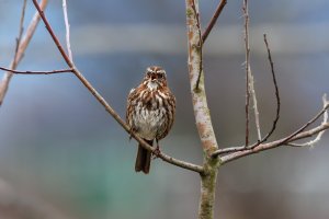 Song Sparrow - K1A8225.jpg