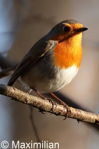robin_2023_01.JPG