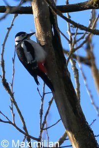 woodpecker_g_s_2023_01.JPG