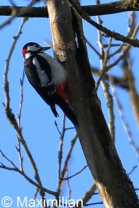 woodpecker_g_s_2023_02.JPG