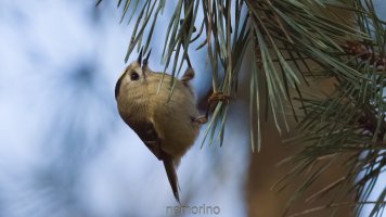 firecrest and pine.jpg