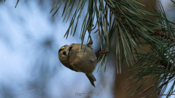 firecrest.gif