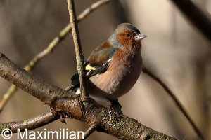 chaffinch_2023_02.JPG
