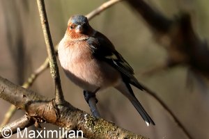 chaffinch_2023_03.JPG