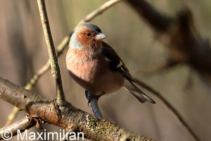 chaffinch_2023_04.JPG