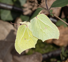 Screenshot 2023-03-19 at 15.49.45.png