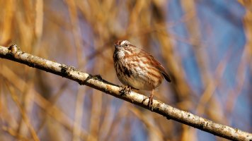 Song Sparrow - K1A9463.jpg