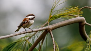 Chestnut Backed Chickadee - K1A9678.jpg