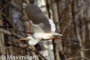egret_BIF2023_05.JPG