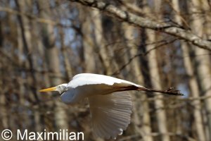 egret_BIF2023_06.JPG