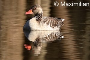 goose_grey_2023_02.JPG