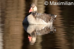 goose_grey_2023_03.JPG