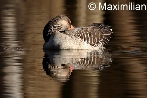 goose_grey_2023_04.JPG