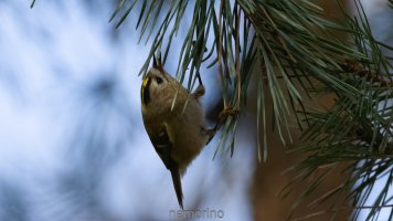 goldcrest_02.jpg