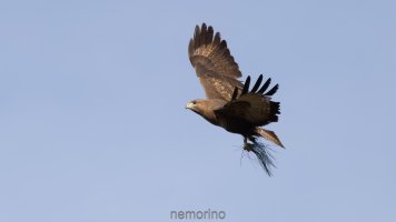 buteo buteo_02.jpg