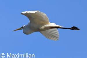 egret_BIF2023_07.JPG