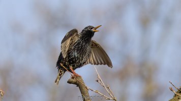 singing starling.jpg