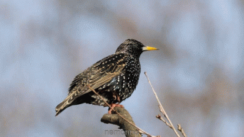 starling scratch.gif