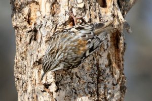 BRCR_7673.JPG BRCR_7673.JPG