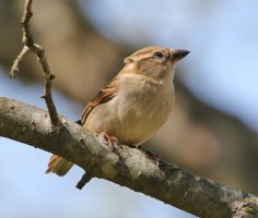 5D3_6712 ps3 fix - Copy.jpg 5D3_6712 ps3 fix - Copy.jpg