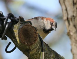 5D3_6724 ps3 fix - Copy.jpg 5D3_6724 ps3 fix - Copy.jpg